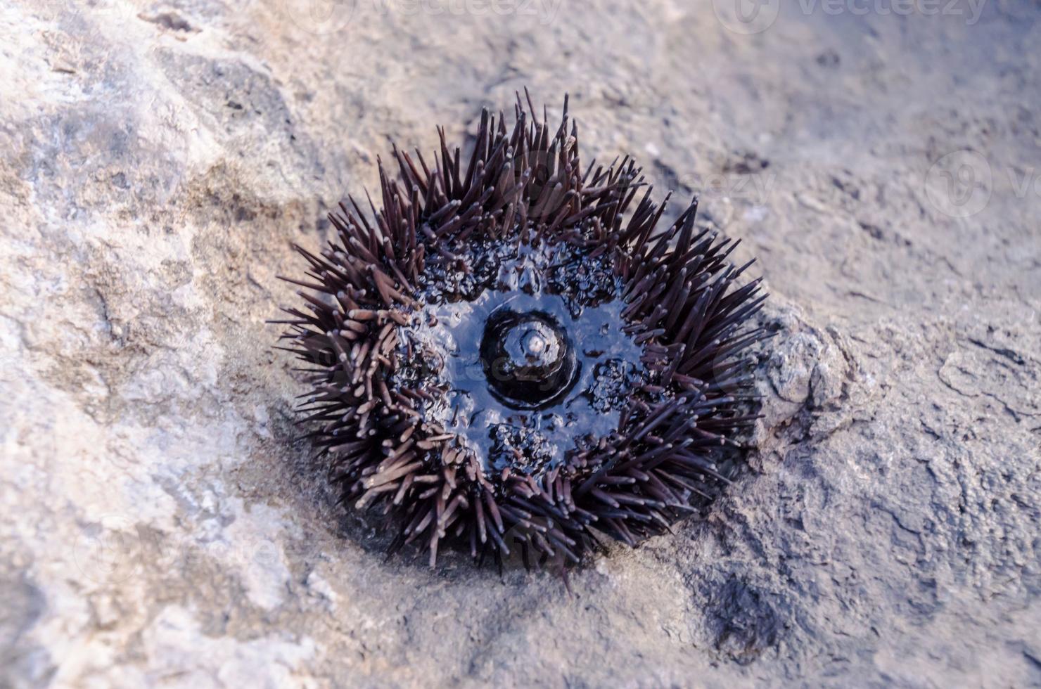 View of a Sea Urchin photo
