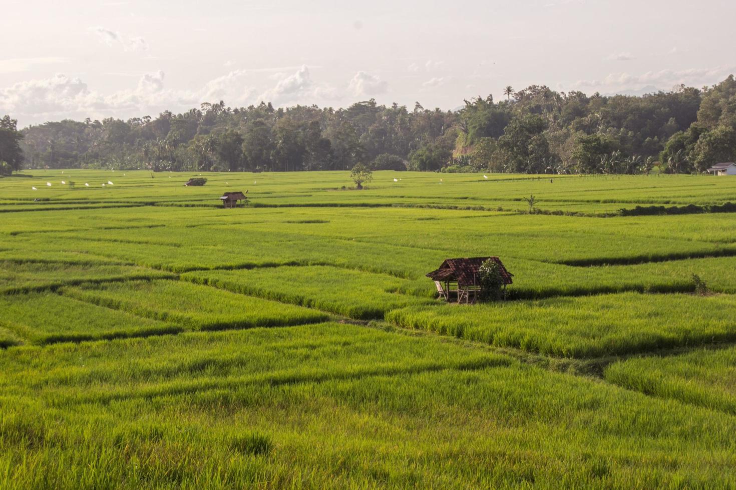 Green rice field with a hut in the middle of rice fields and clear sky, Lampung Indonesia photo