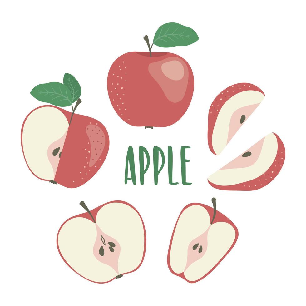 Red apple hand drawn illustration set with lettering, isolated on white background. Whole and sliced apple. Vector illustration for your design.