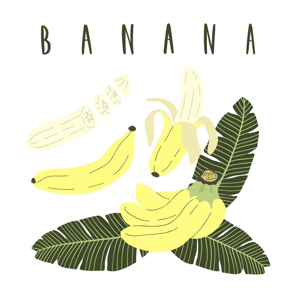 Hand drawn cartoon set of whole, sliced banana and banana leaves. vector