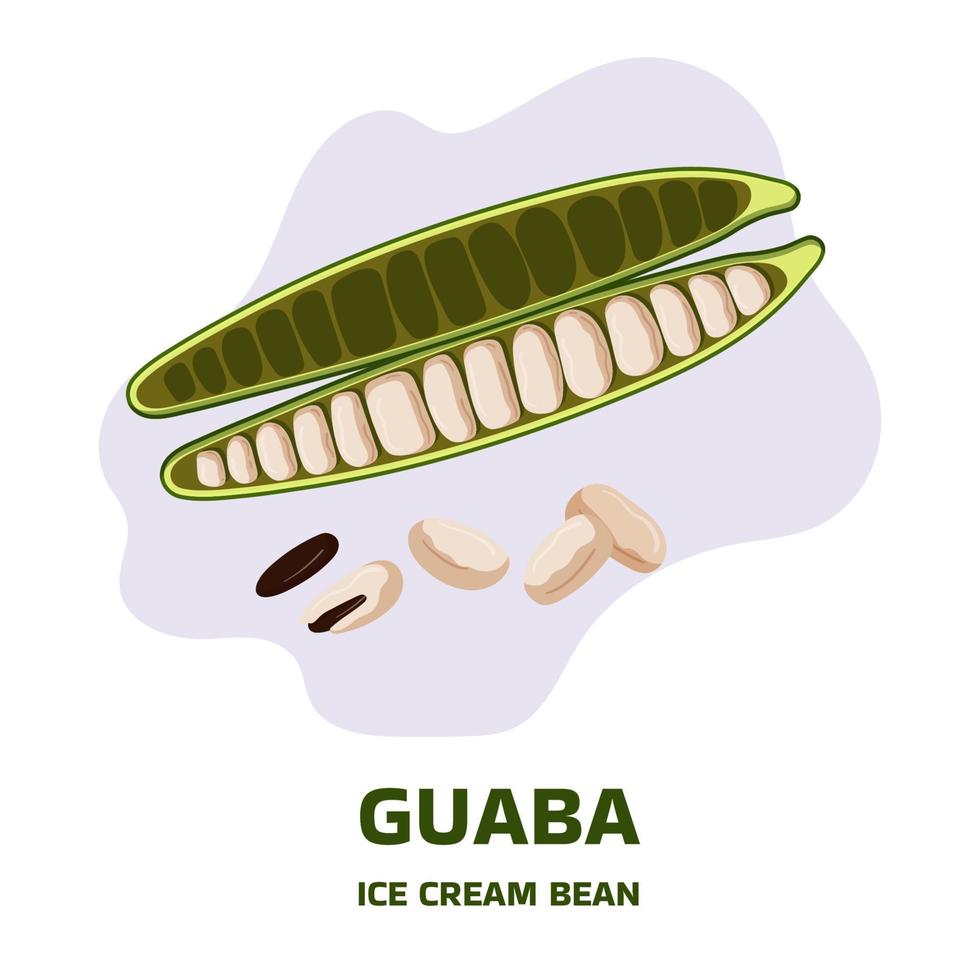 Illustration with tropical fruit guaba, guama Inga edulis, open pods with seeds near it. Pacay pod Ice Cream bean native plant of Ecuador, cuaniquil or joanquiniquil South America vector
