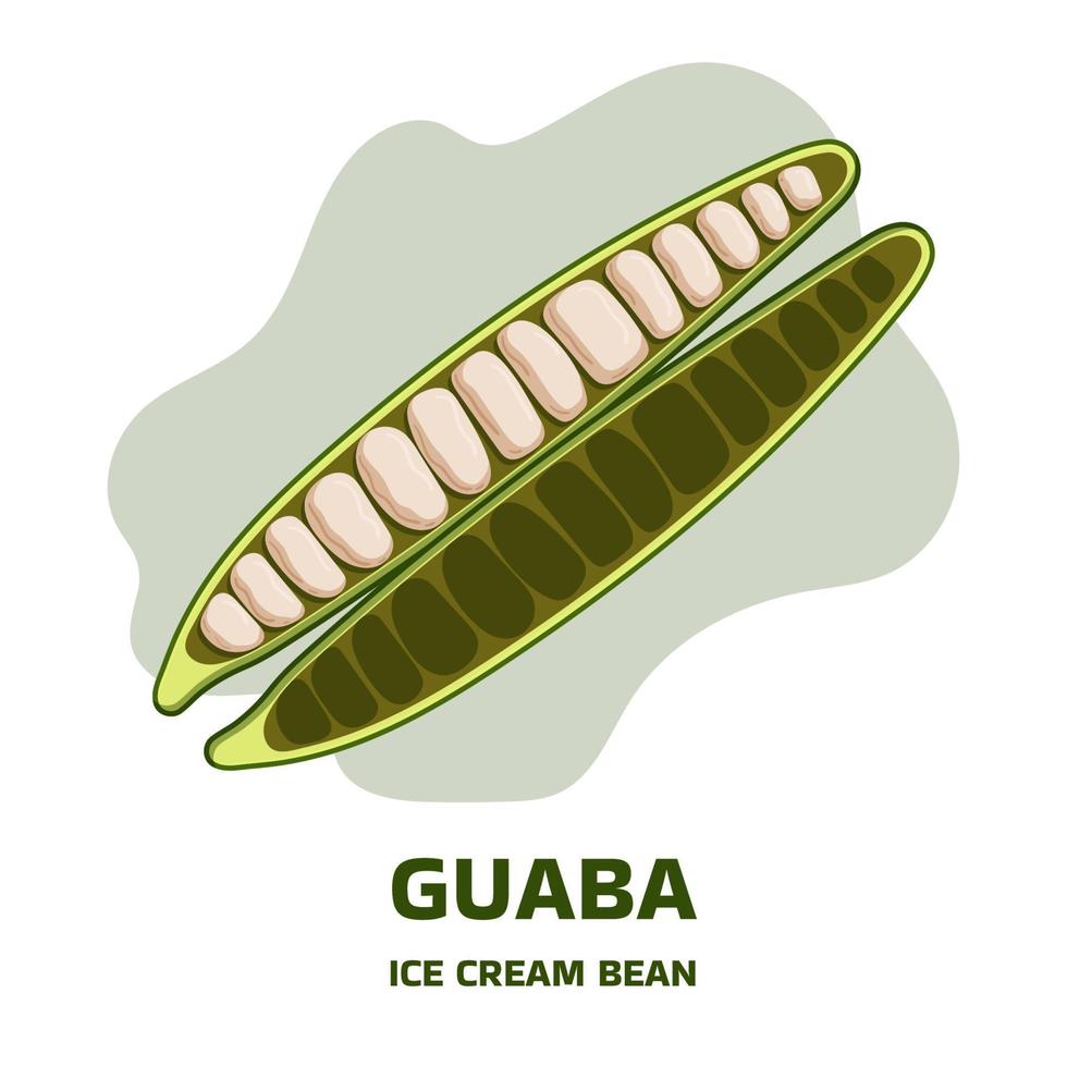 Illustration with tropical fruit open pod guaba, guama Inga edulis. Pacay pod Ice Cream bean native plant of Ecuador, cuaniquil or joanquiniquil South America vector