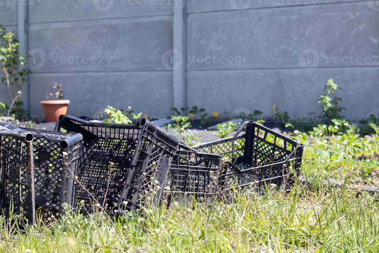 Plastic empty black boxes stacked together for plants or harvest. On a sunny day in early spring. Gardening concept. Household crop collection and storage boxes standing in the backyard. photo