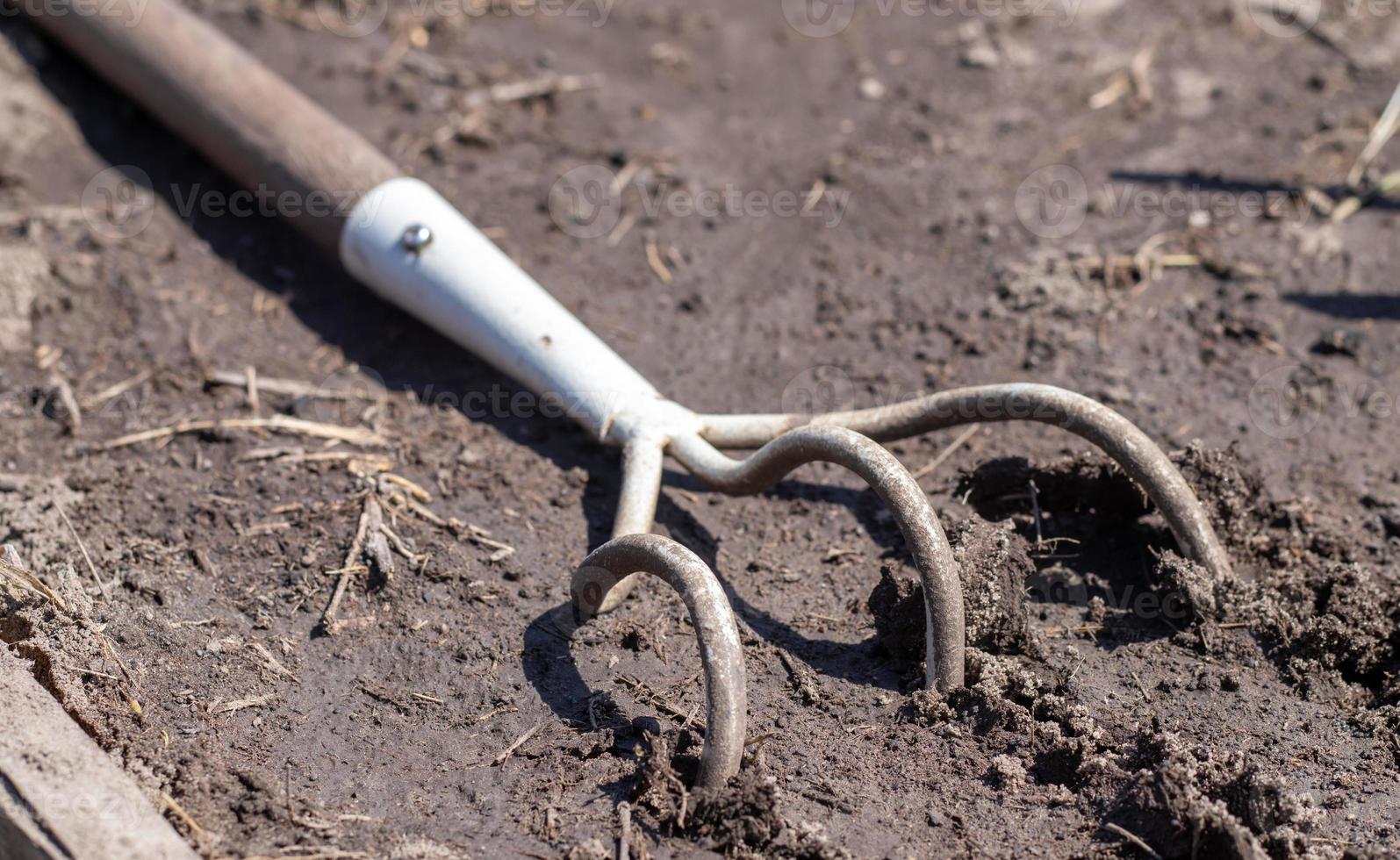 Planting flowers in the garden. A metal small rake with a wooden handle for gardening lies on the ground in a vegetable garden or orchard with stuck clods of soil. photo