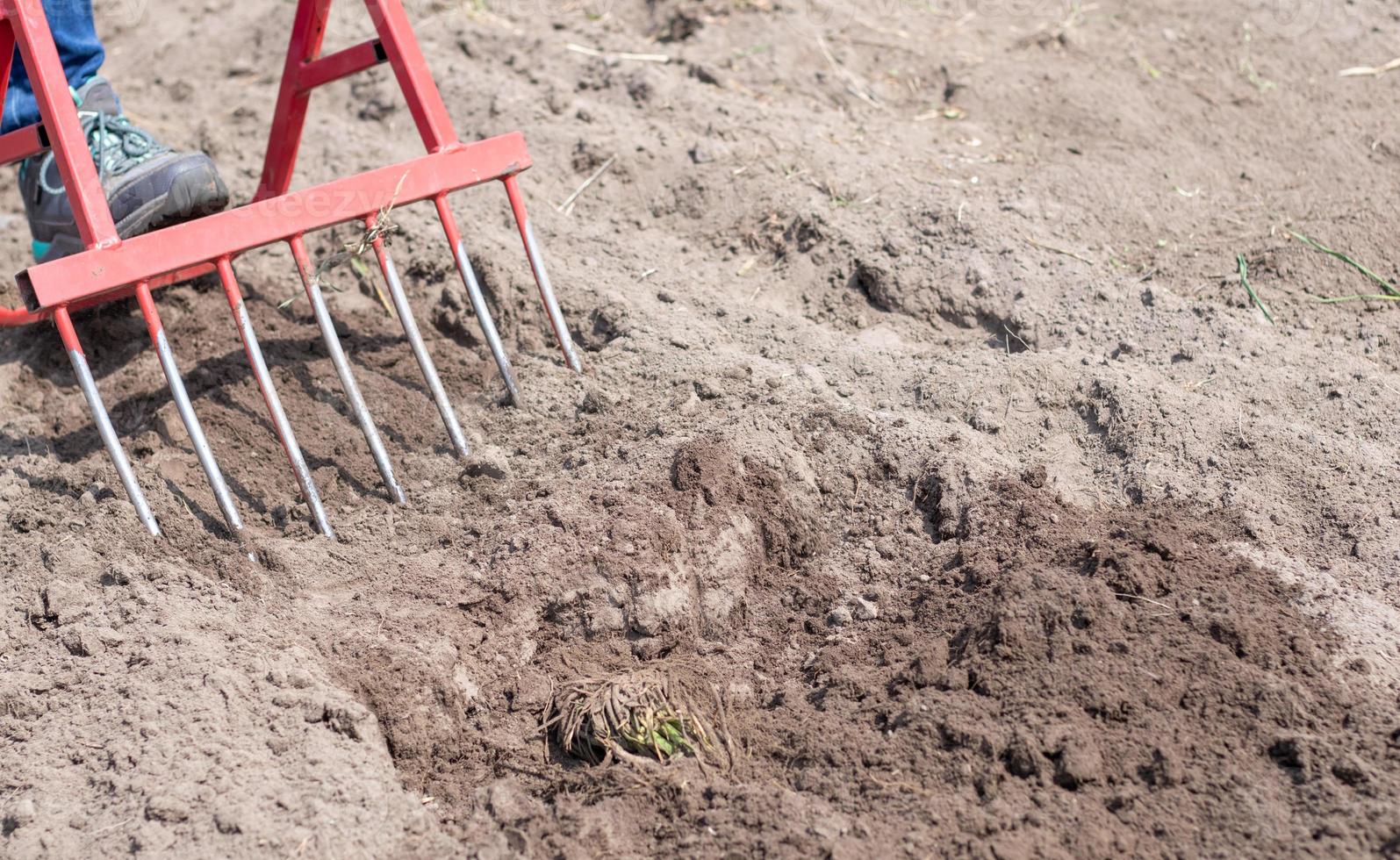 A farmer in jeans digs the ground with a red fork-shaped shovel. A miracle shovel, a handy tool. Manual cultivator. The cultivator is an efficient hand tool for tillage. Loosening the bed. photo