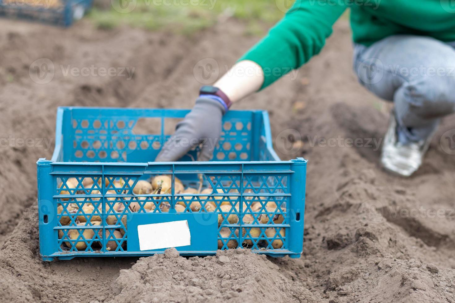 Caucasian female farmer or gardener with potatoes. Early spring preparation for the garden season. Seed potatoes. Seasonal work. A woman manually plants potato tubers in the ground. photo