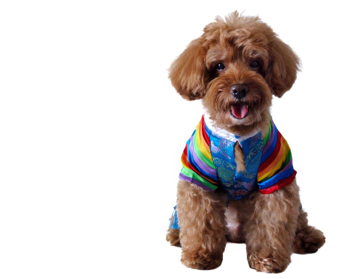 Brown poodle wearing Korean style dress photo