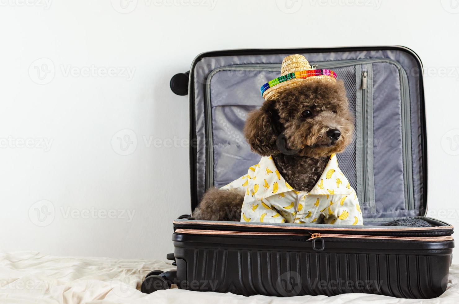 An adorable black Poodle dog wearing hat and dress for summer when going to travel photo