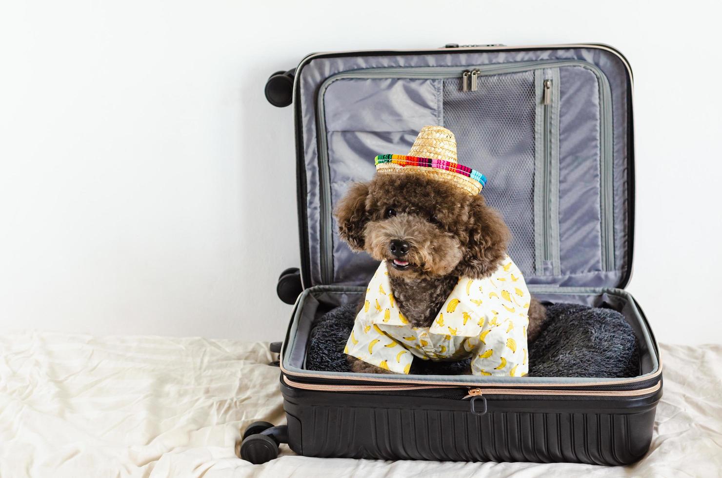 un adorable perro caniche negro con sombrero y vestido para el verano cuando va de viaje foto