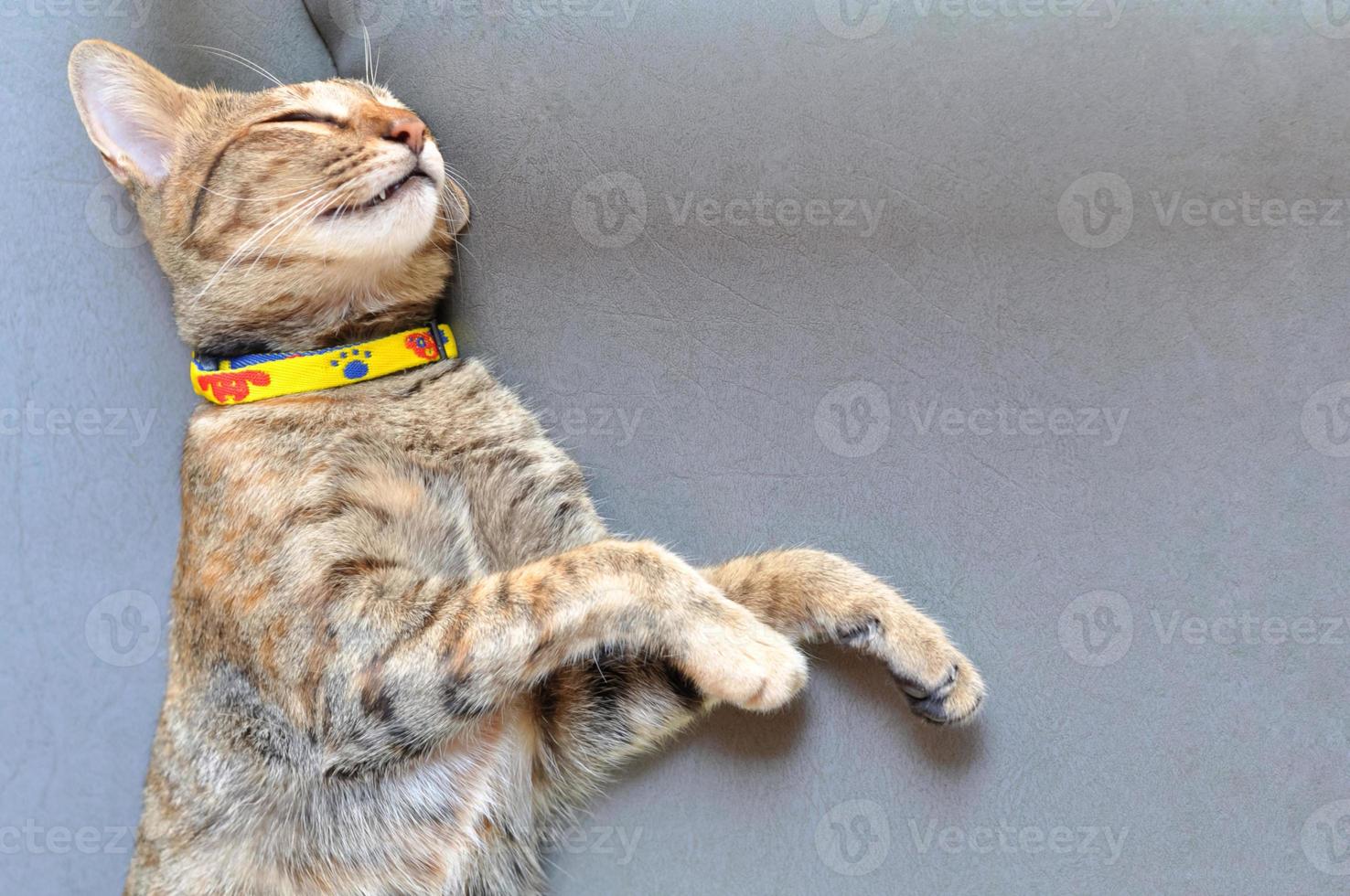 The sleeping adorable brown cat sleep on the couch. photo