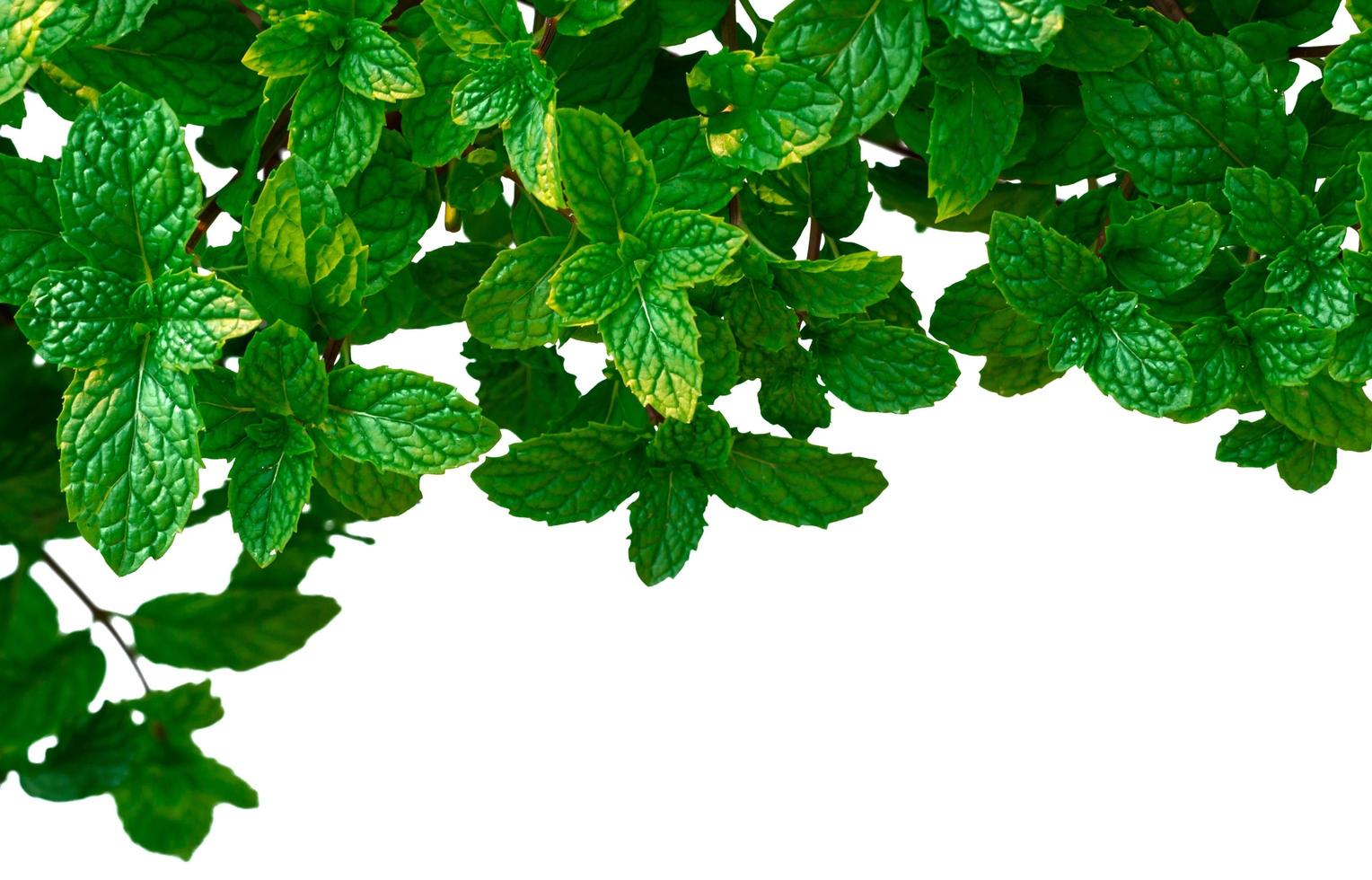 Peppermint leaves in garden photo