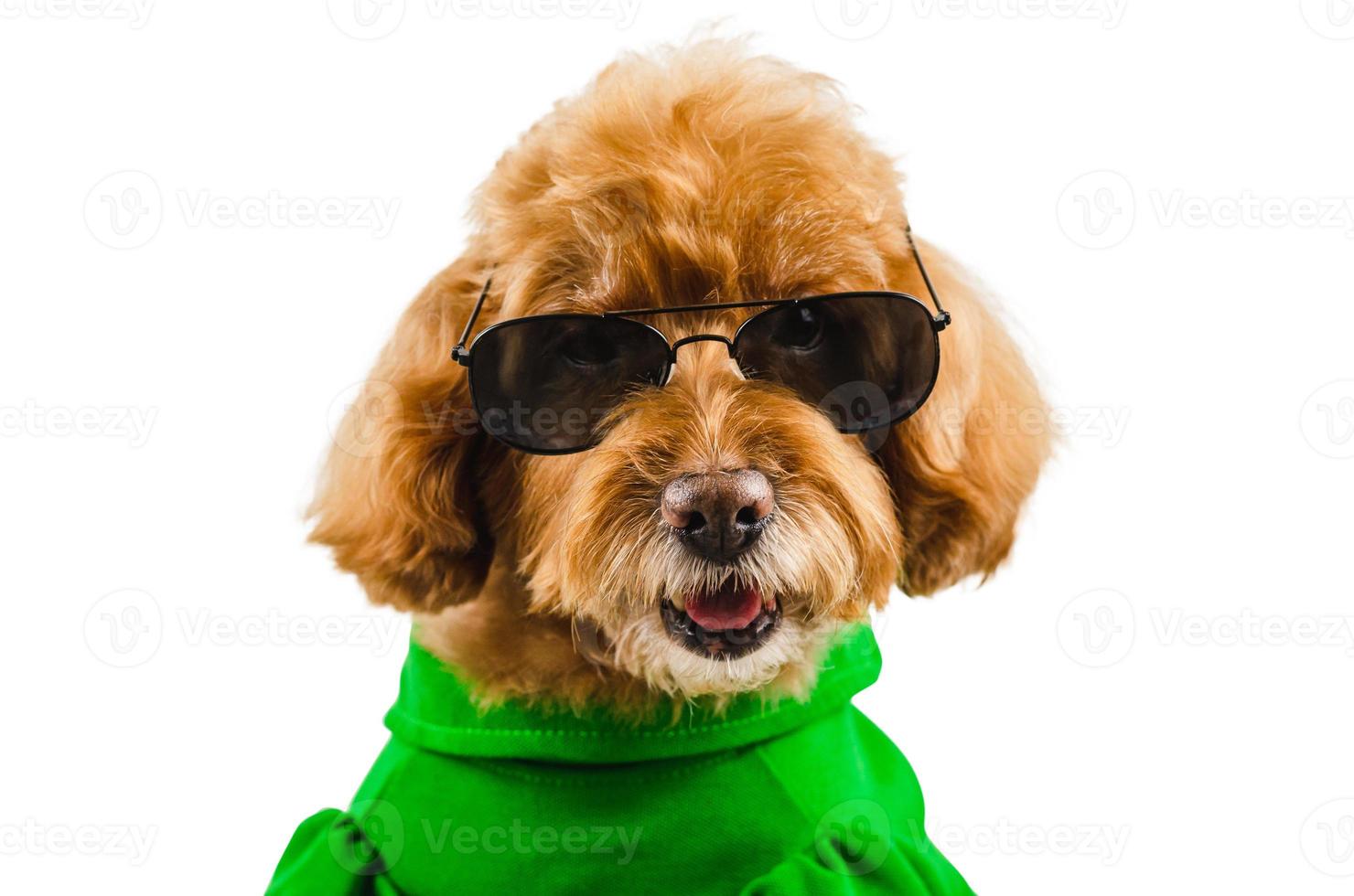 un adorable perro caniche de juguete marrón con un vestido informal verde con gafas de sol foto