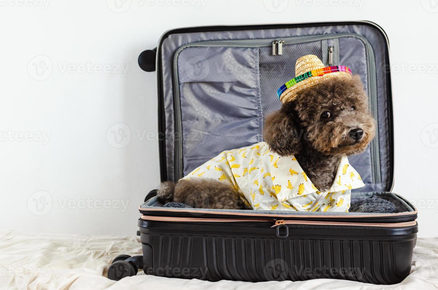 An adorable black Poodle dog wearing summer dress and sitting in the luggage photo