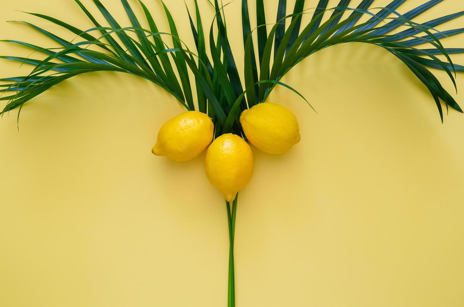 Lemons on coconut tree on yellow background. photo
