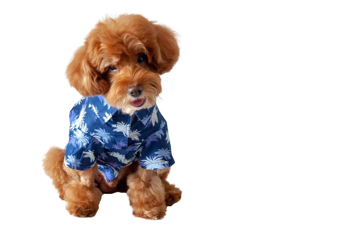 un adorable caniche de juguete marrón con un vestido hawaiano para la temporada de verano. foto