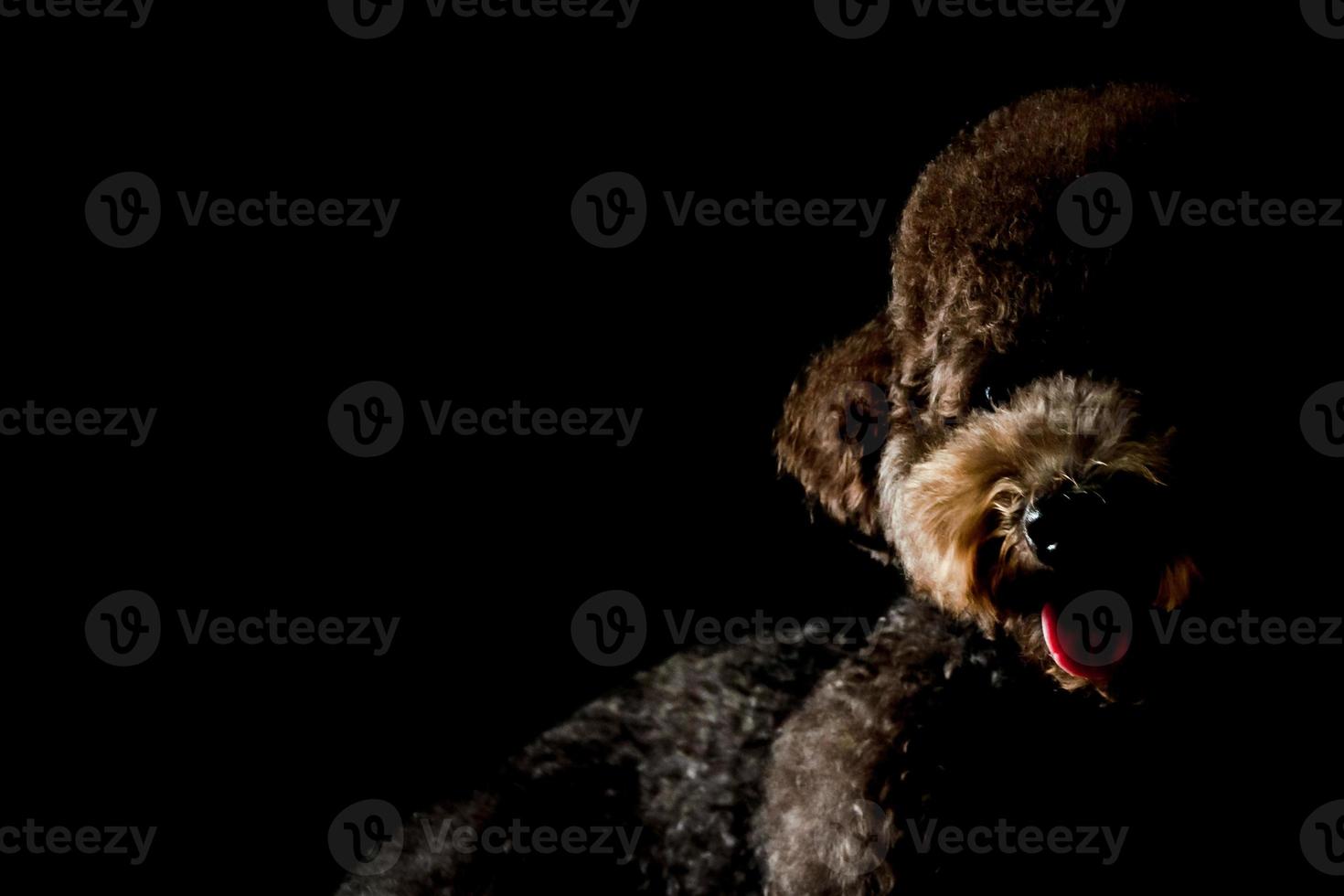 Partial portrait of adorable black Toy Poodle dog. photo