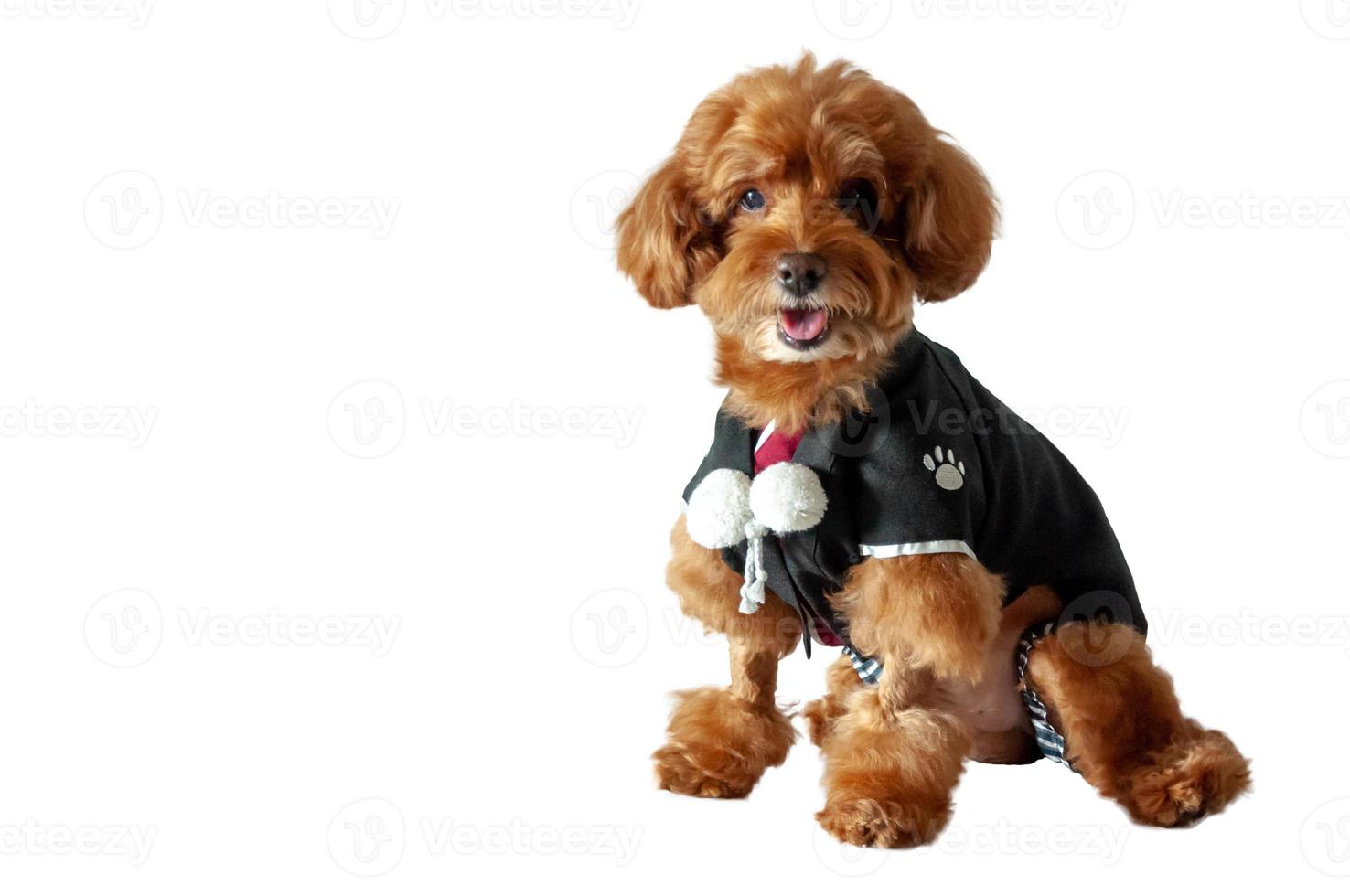 An adorable brown toy Poodle dog wearing Japanese traditional Yukata dress. photo