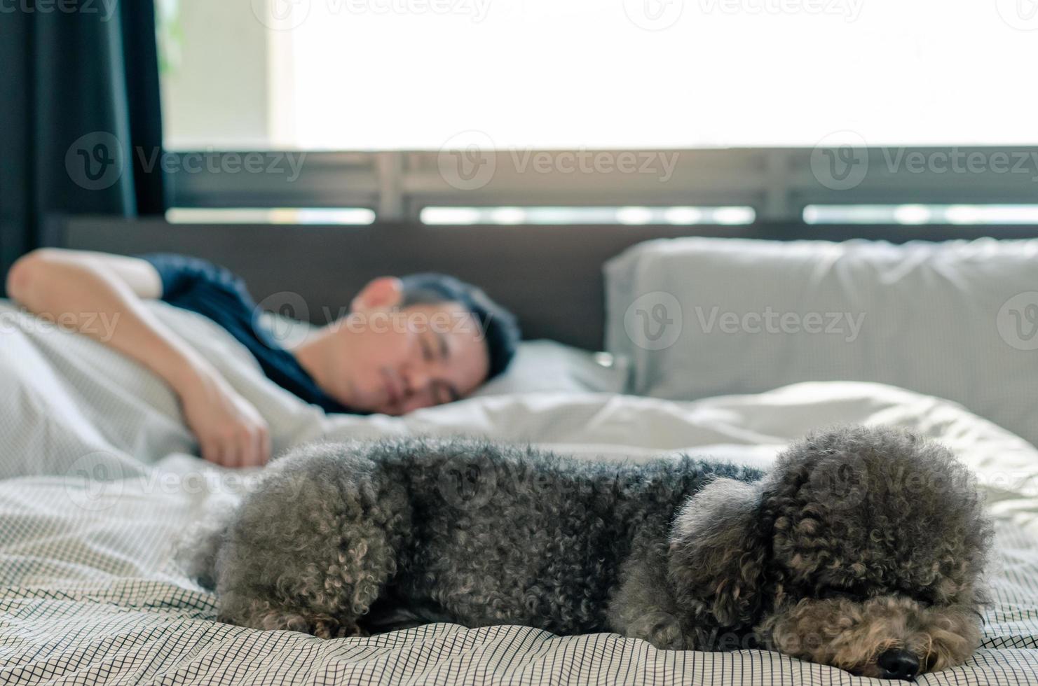 An adorable young black Poodle dog sleeping on bed with the owner with sunshine on messy bed. photo