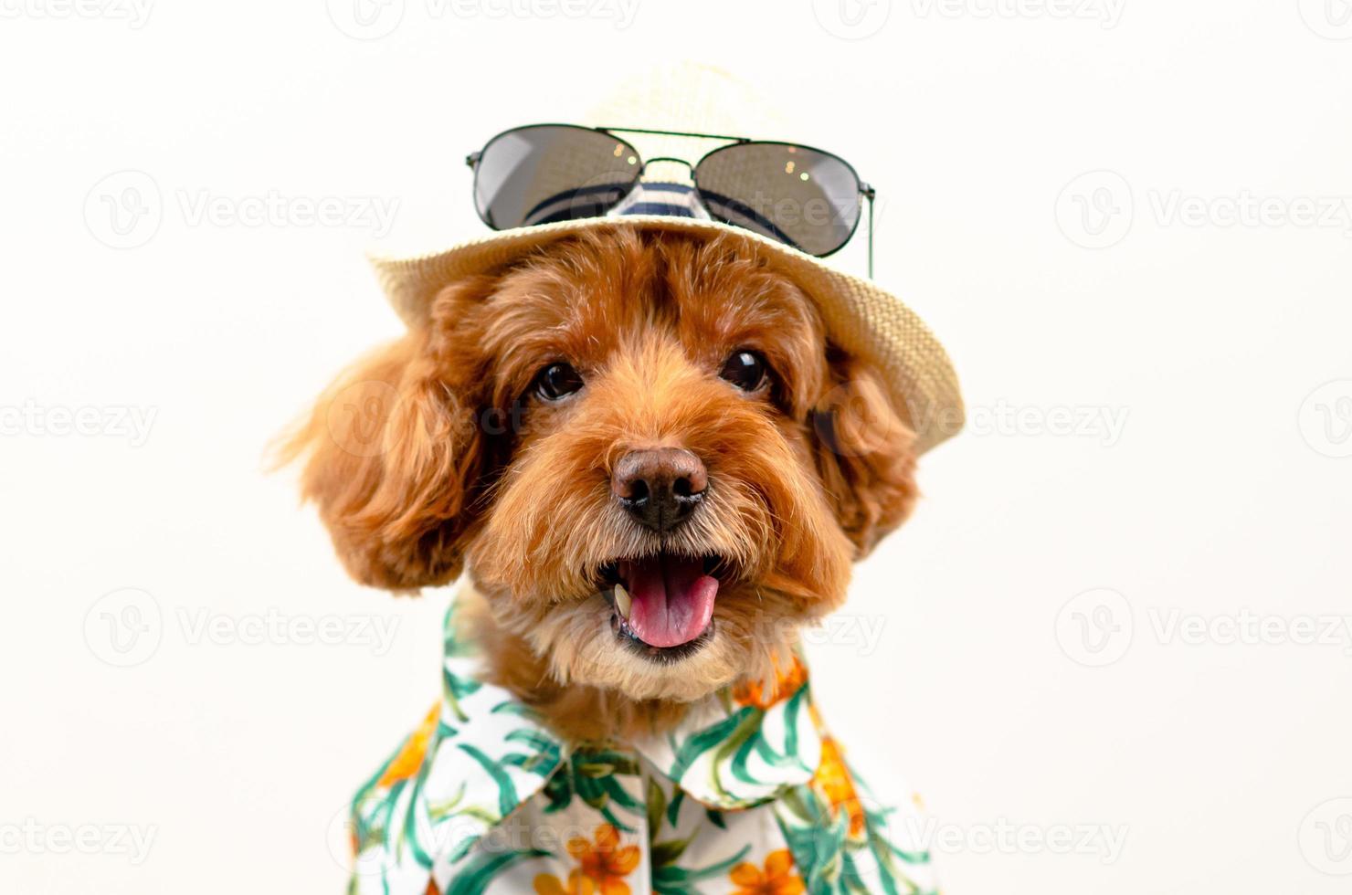 un adorable perro de caniche de juguete marrón sonriente lleva un sombrero con gafas de sol en la parte superior y un vestido hawaiano para la temporada de verano sobre fondo blanco. foto