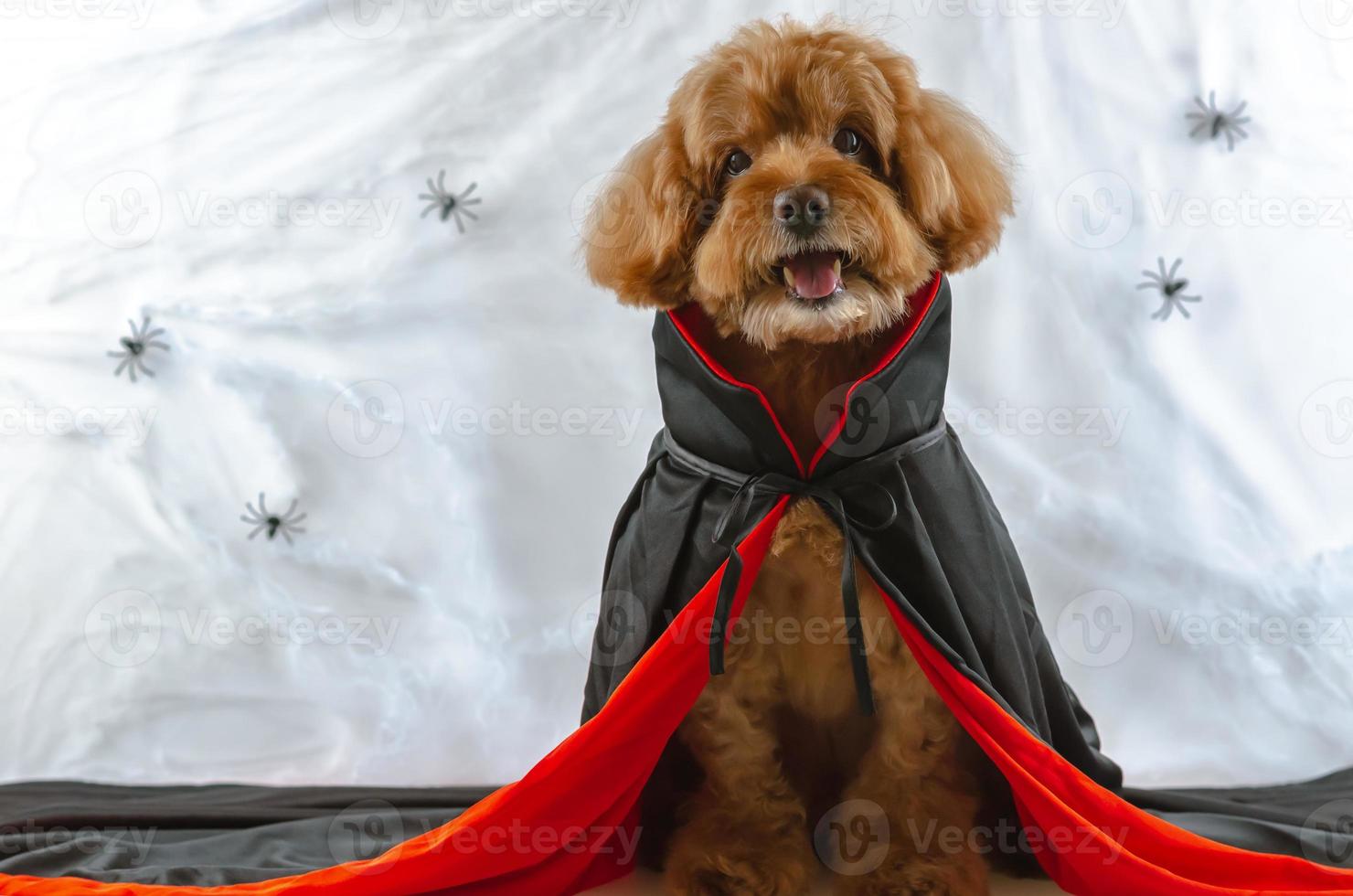 Adorable brown Poodle dog with Dracula dress sitting at spiders cobweb background photo