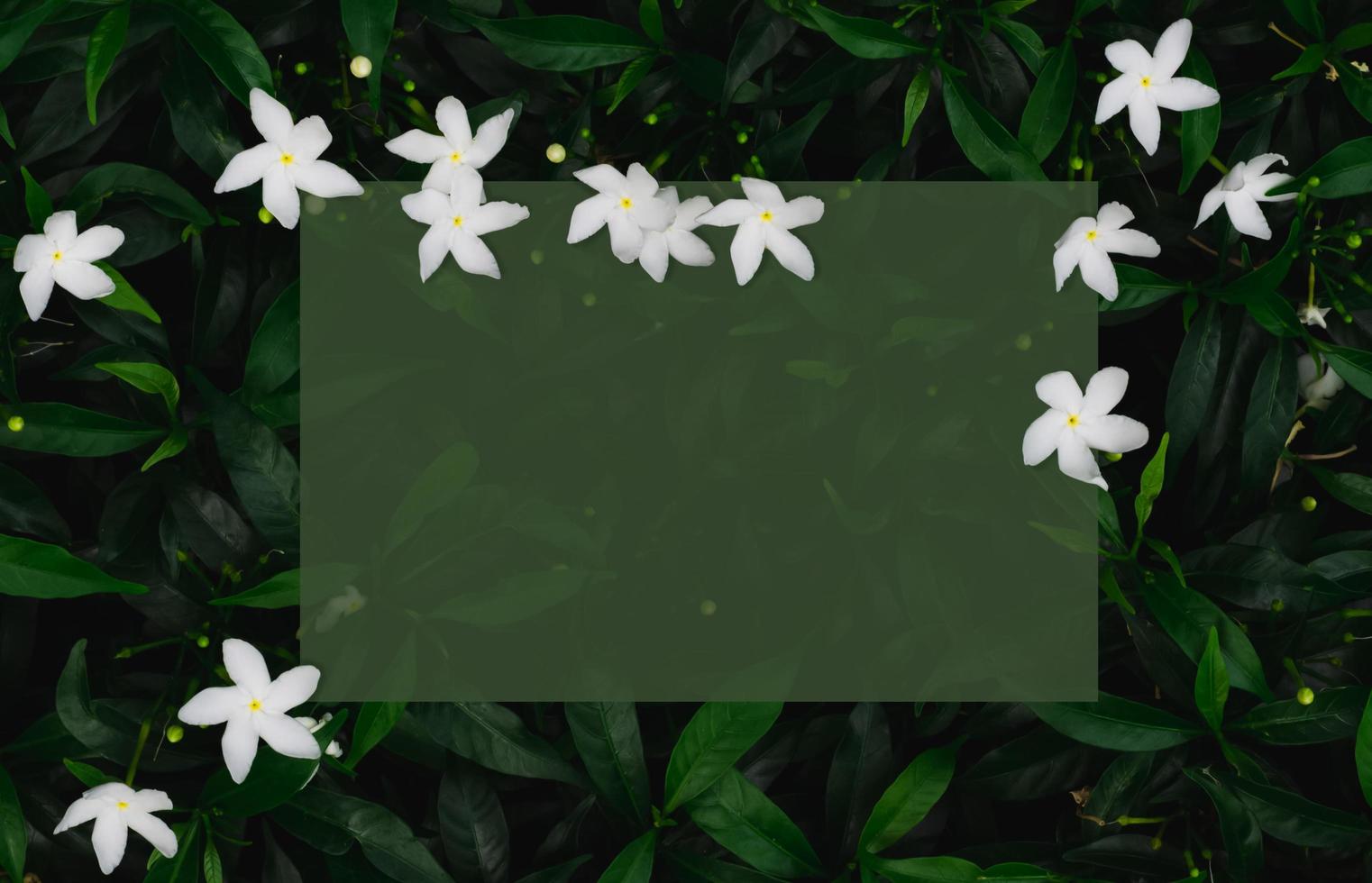 fondo verde de hojas con flores blancas que tienen un espacio cuadrado verde transparente para el texto. foto