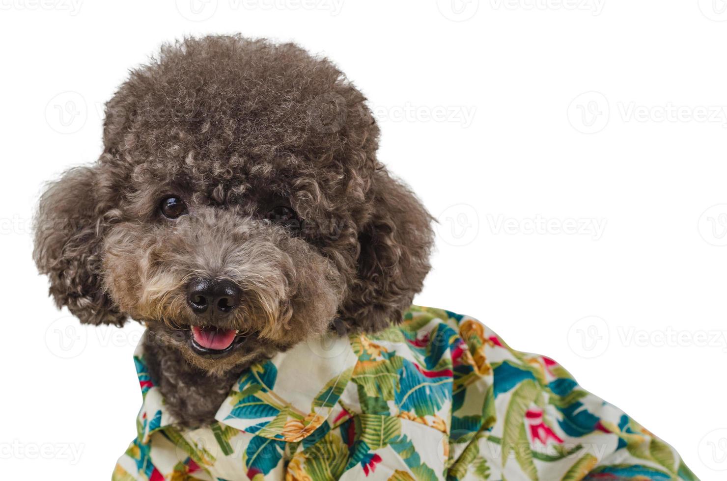 An adorable black toy Poodle dog wearing Hawaii dress photo