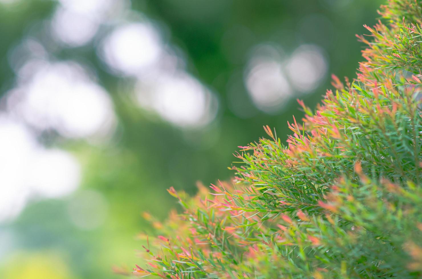 Focus and blurred photo of green and red color Honey Myrtle leaves with the background of bokeh light.