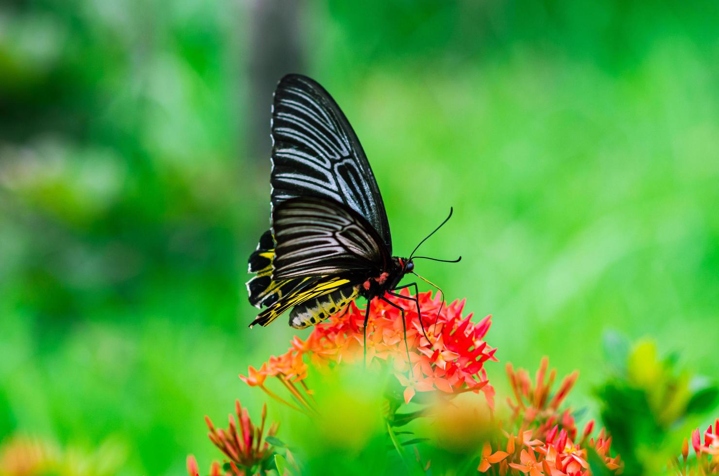 mariposa colorida chupando néctar de flores de espiga con fondo verde fresco. foto