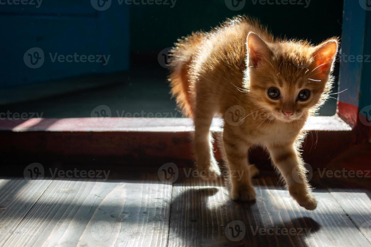 pequeño gatito rojo asustado en una casa antigua. foto