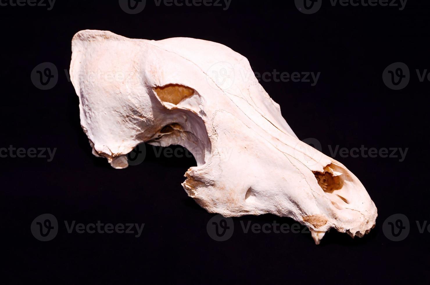 Dried Dog Skull Bone photo