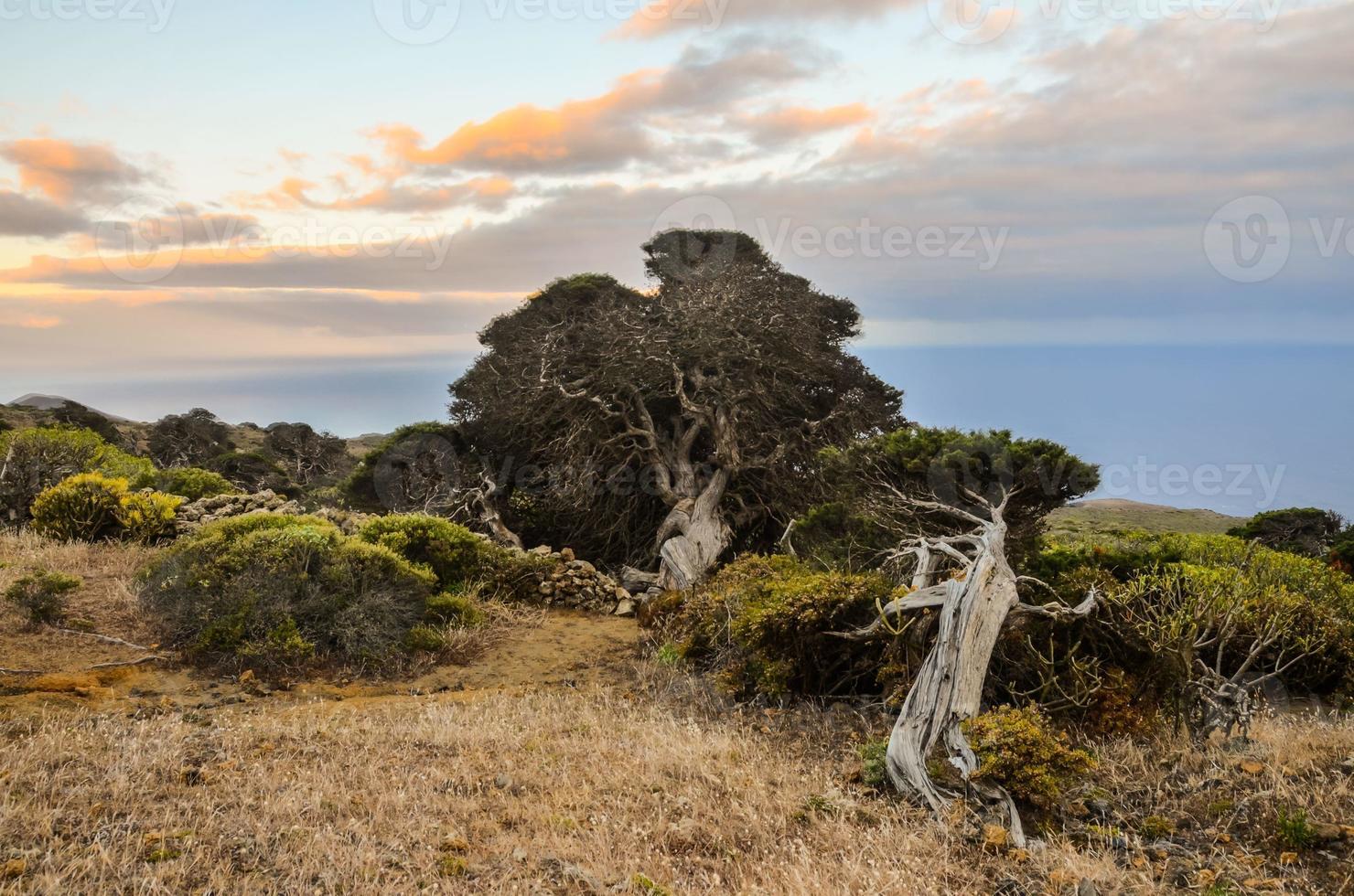 árbol de enebro retorcido formado por el viento foto