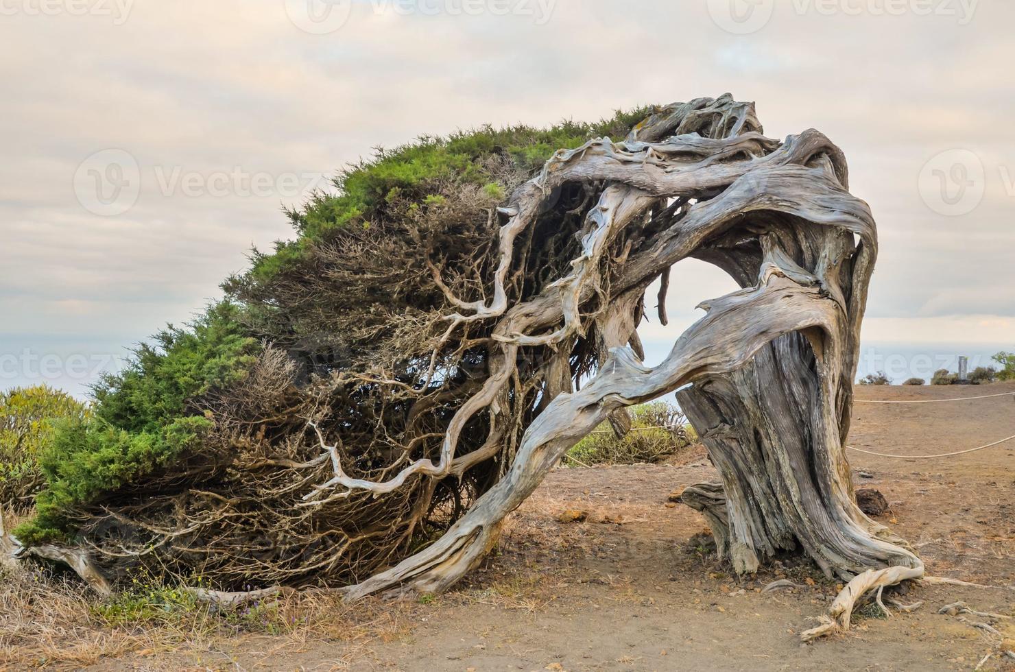 Gnarled Juniper Tree Shaped By The Wind photo