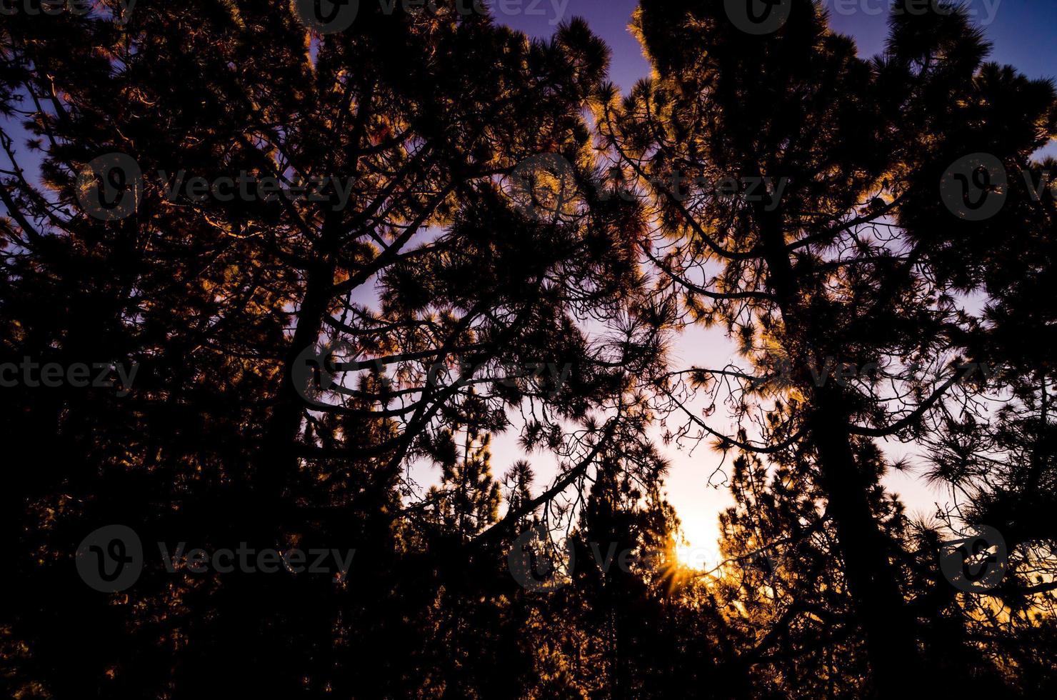 escena de la mañana en el bosque foto