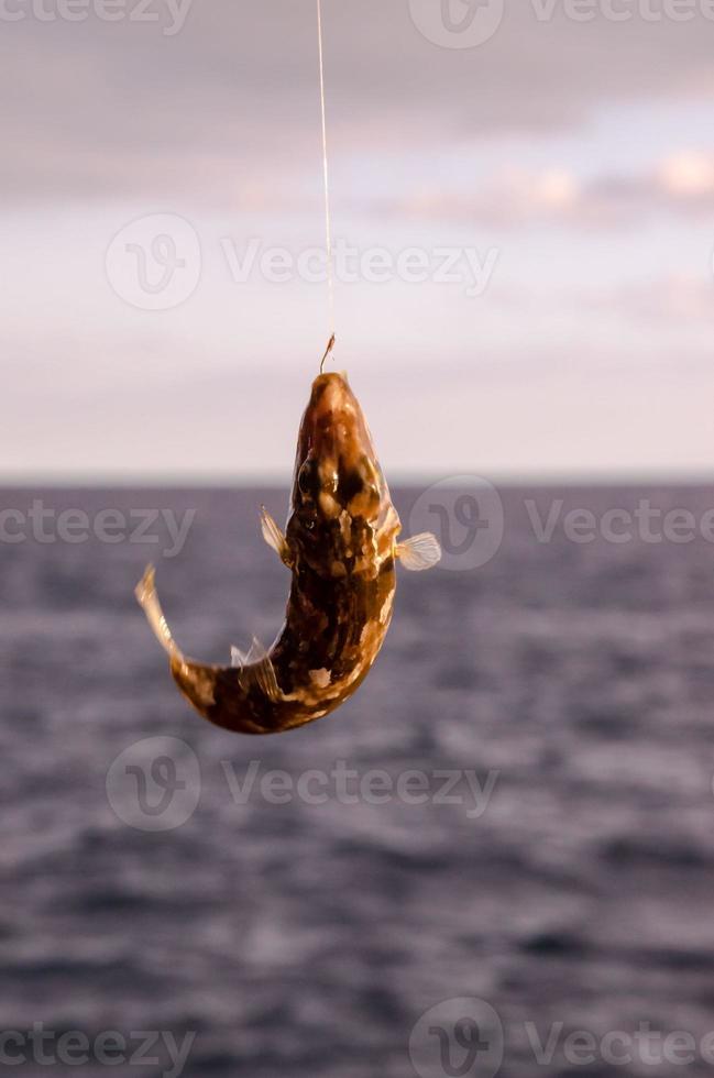 un pez de mar enganchado foto