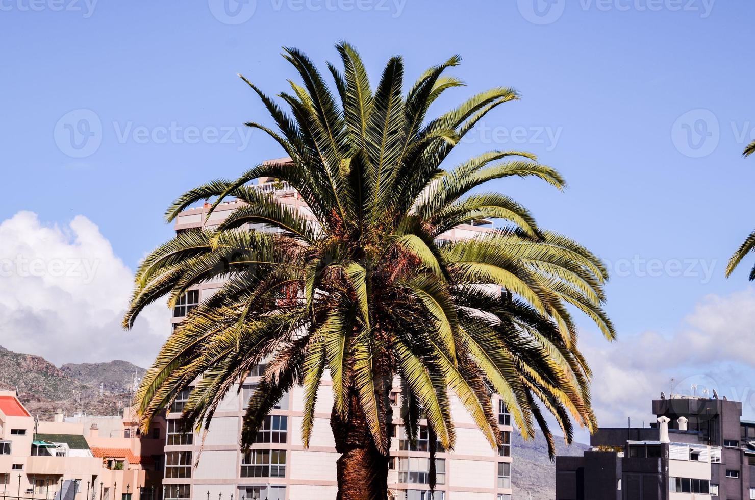 Canarian Palm Tree photo