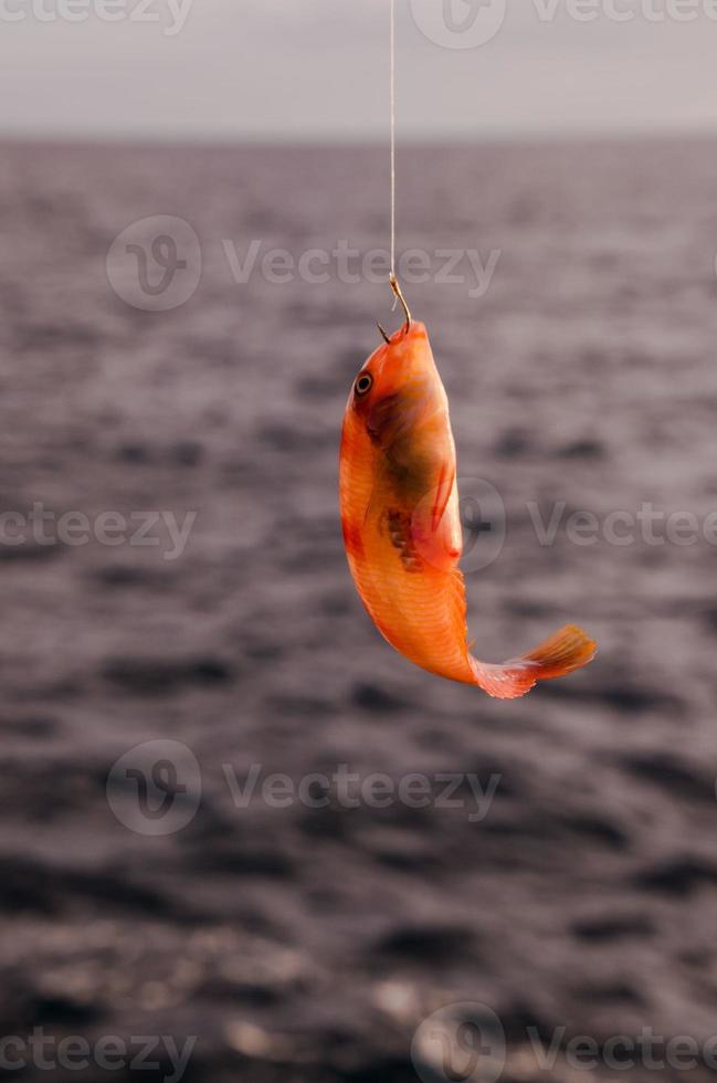 One Sea Fish Hooked photo