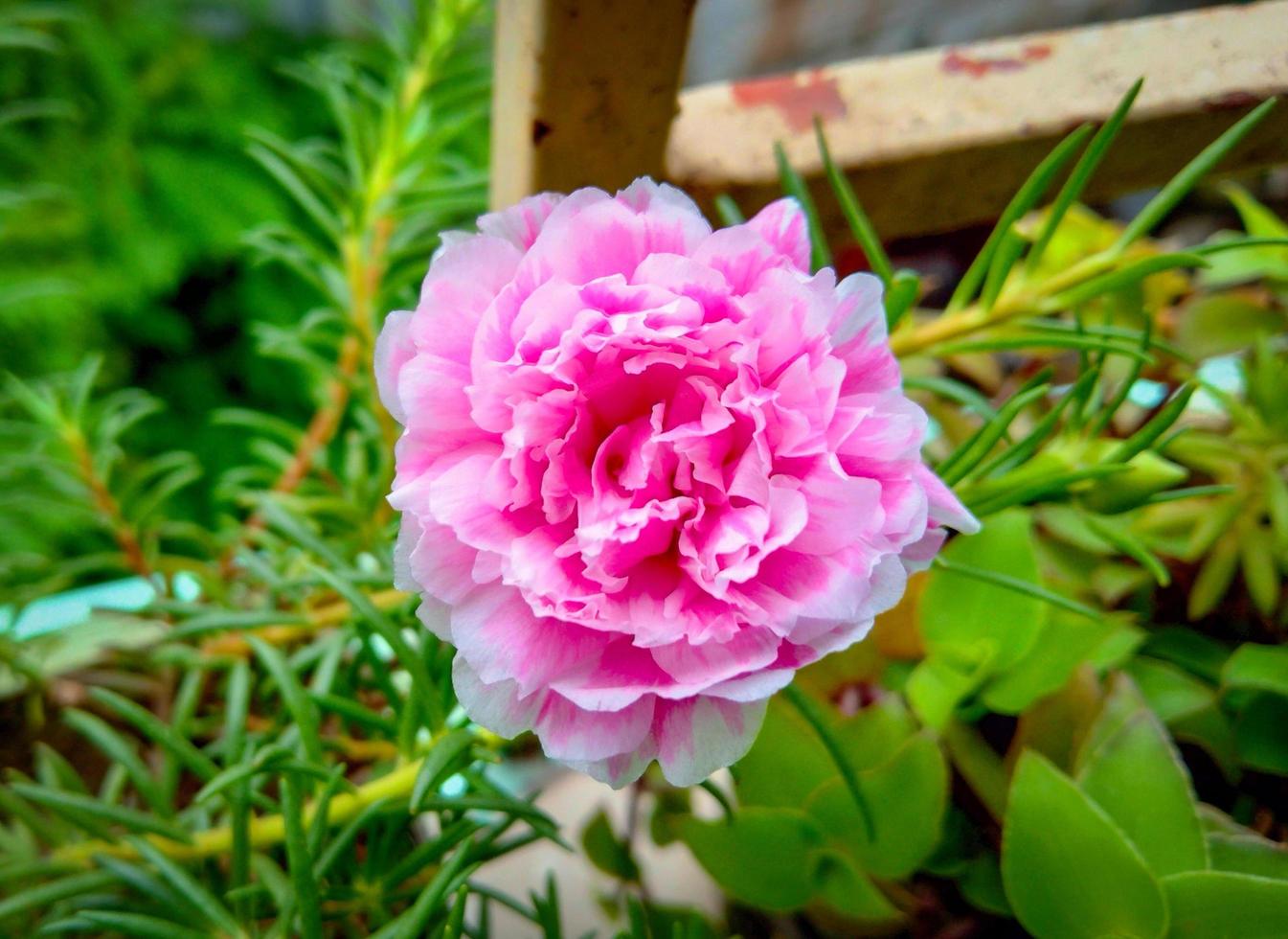 Beautiful pink Grass flower on green grass close-up shot. Blooming rose flower. Summer blossom. Lovely light pink rose flowers in a rose garden in summertime. Grass flower glowing image. photo