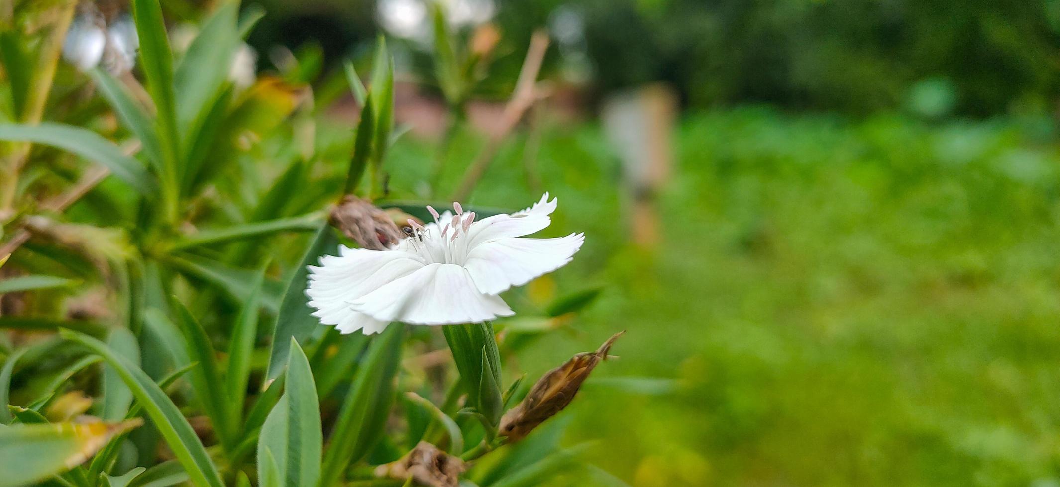 Beautiful white lily flower with green leaves close-up shot. Blooming lily flower. Summer blossom. Lovely white flower in a garden in summertime. Grass flower glowing image. photo