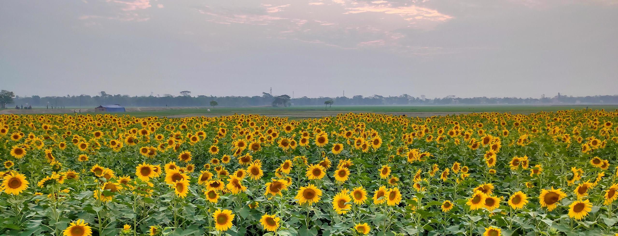 Sunflower fields and village, Shot of a sunflower field in the summer, an image of a field of sunflowers photo