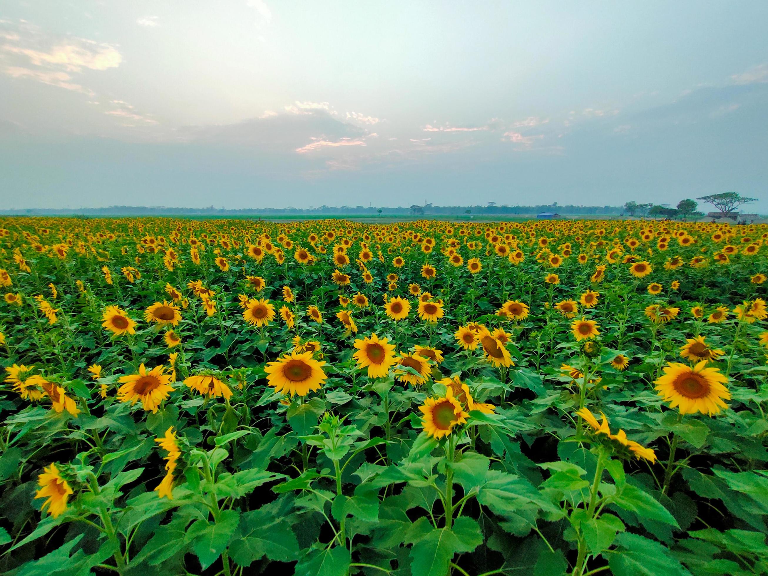 campos de girasoles y pueblo, toma de un campo de girasoles en verano