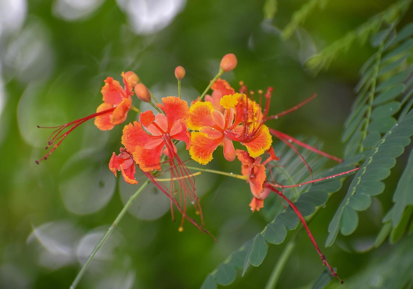 Caesalpinia close up red and yellow flowers with green leave photo