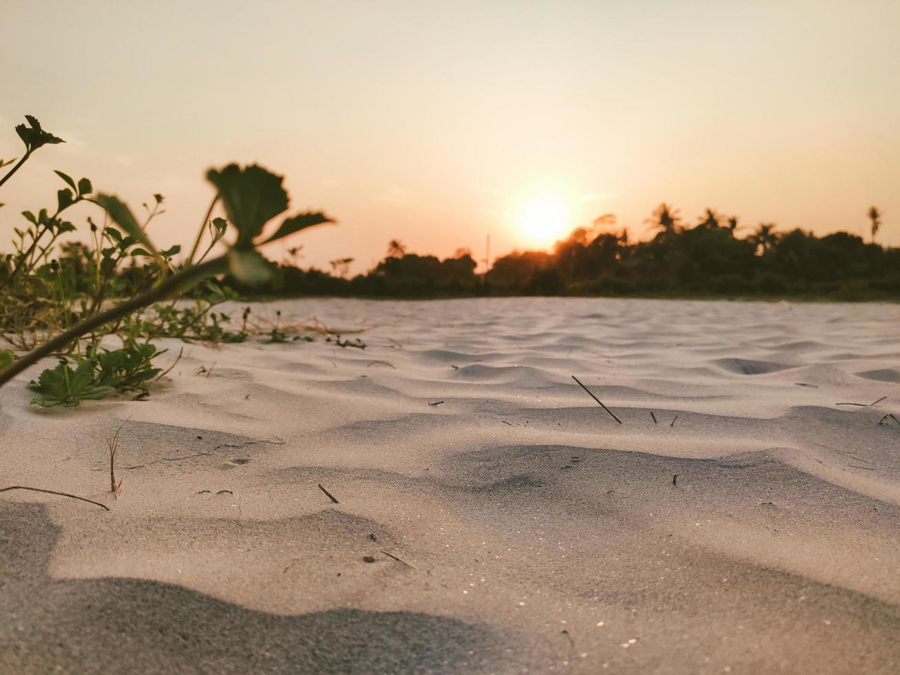 sunset in The desert, sunset desert close up short with the ground, Sand dunes sun on top of the forest, Evening sunset Sand dunes photo