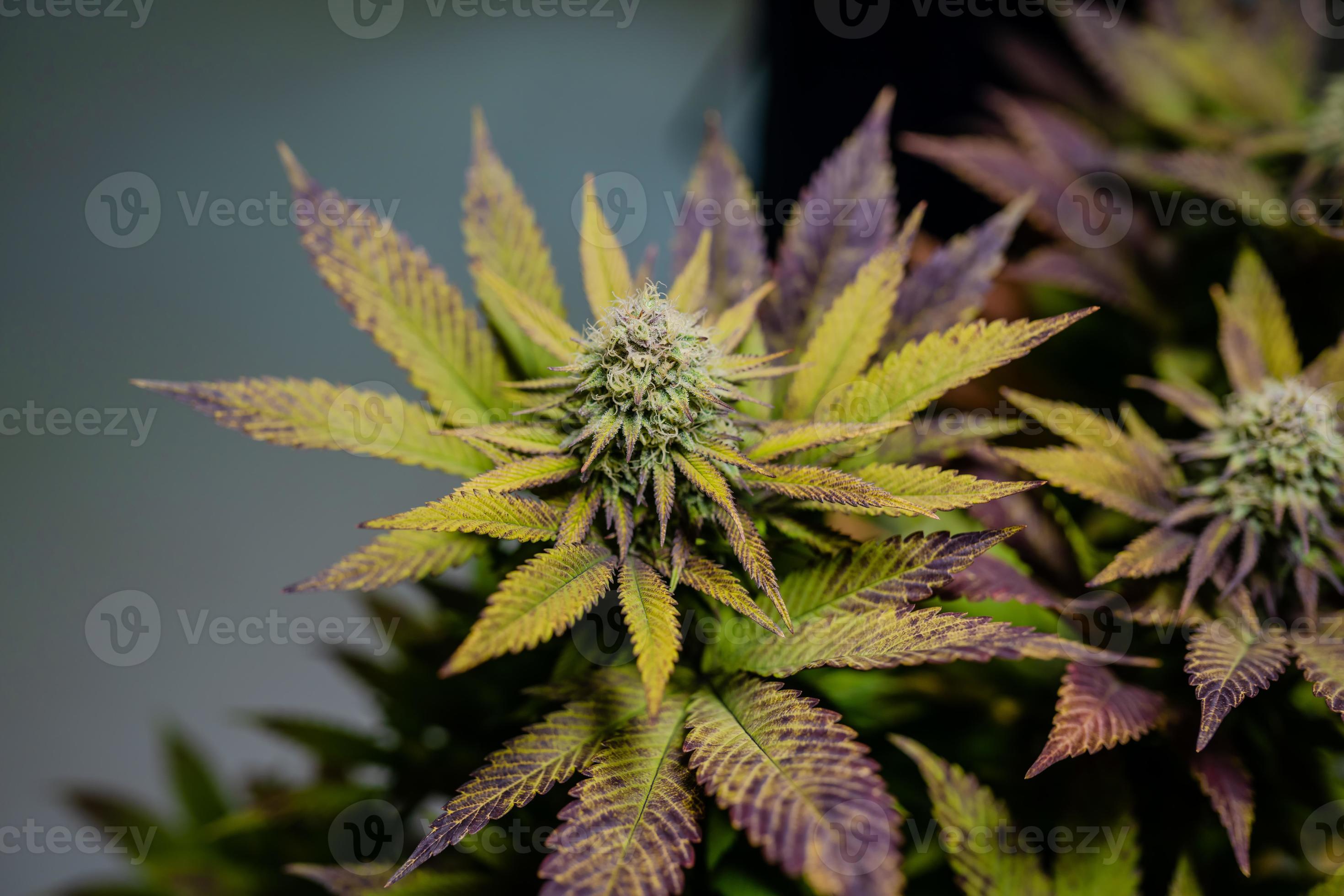 Cannabis Vanilla Frosting Strain indoor farm 8287399 Stock Photo at