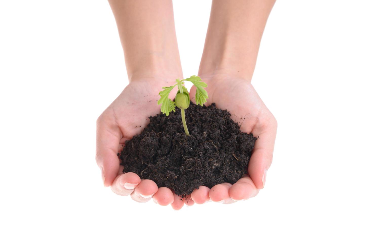 hands holding small young tree isolated on white background photo