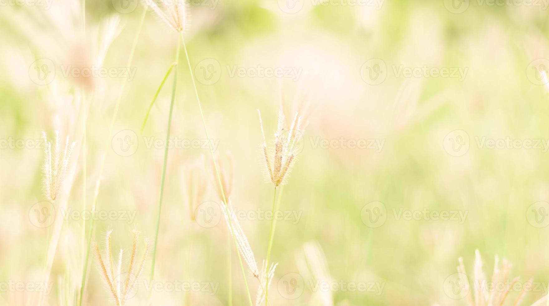 Landscapes of green meadow and blur background photo