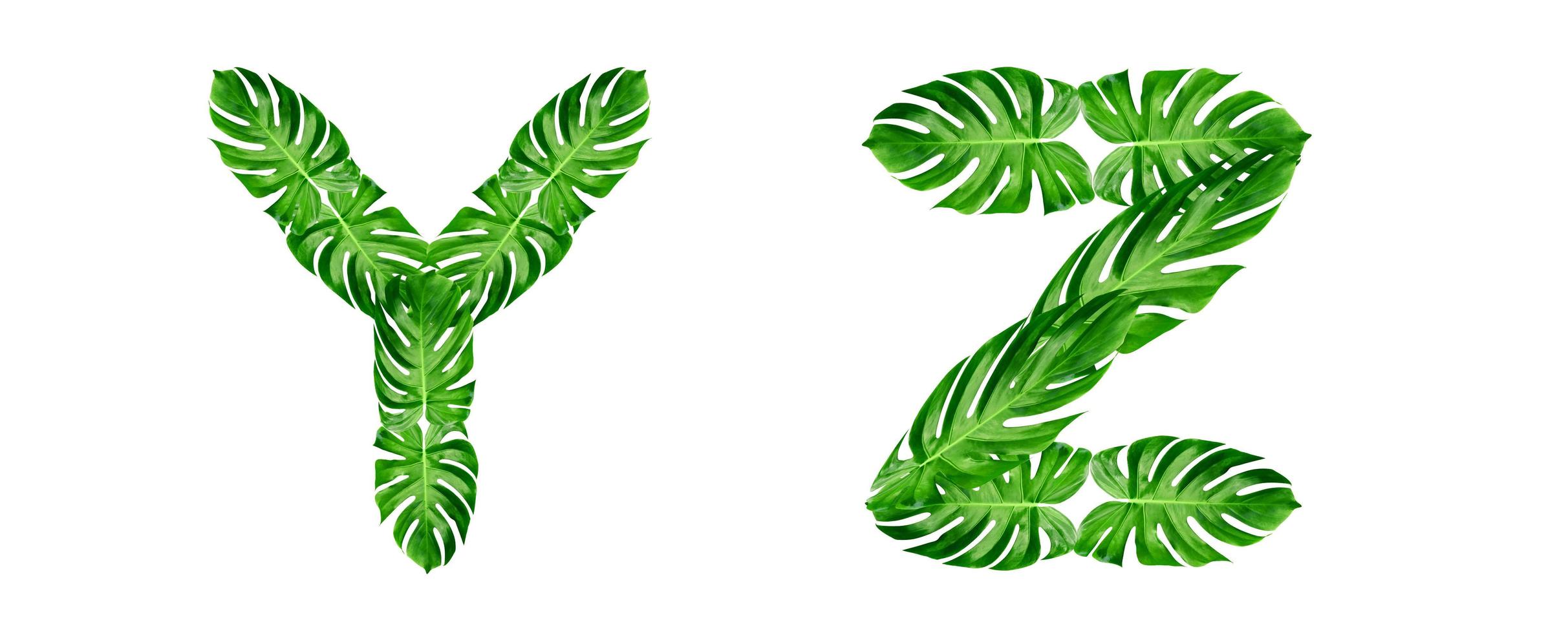 Green leaves pattern,font Alphabet y,z of leaf monstera isolated on white background photo