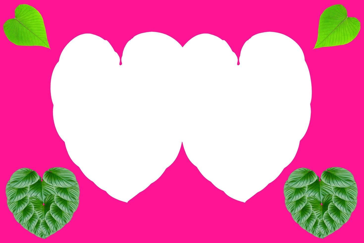 Green leaves heart-shaped  for valentines day concept,leaf homalomena rubescens tree on pink background photo