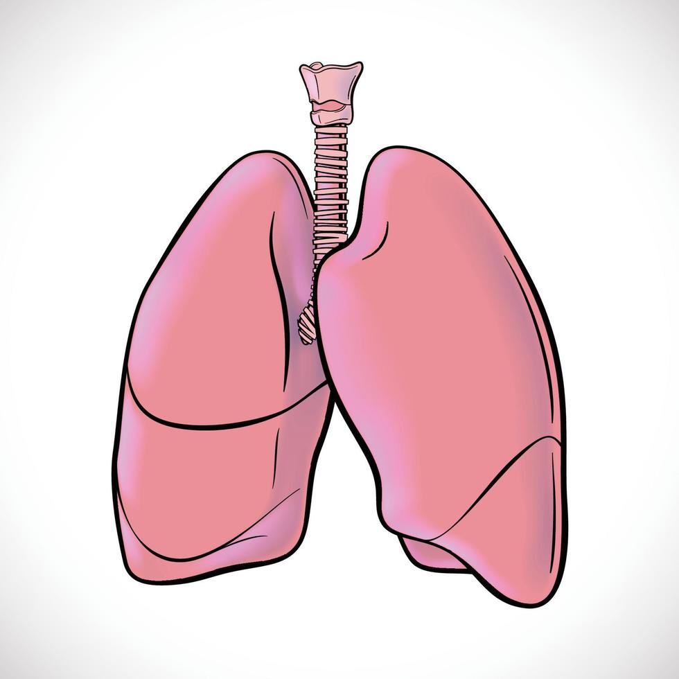 An illustration of both human lungs highlighted in black lines for easy viewing. vector