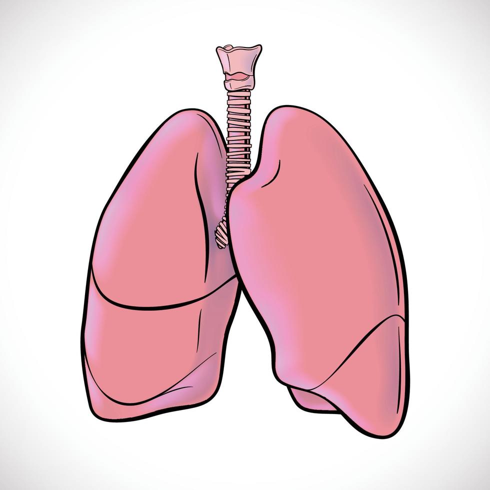 una ilustración de ambos pulmones humanos resaltados en líneas negras para facilitar la visualización. vector