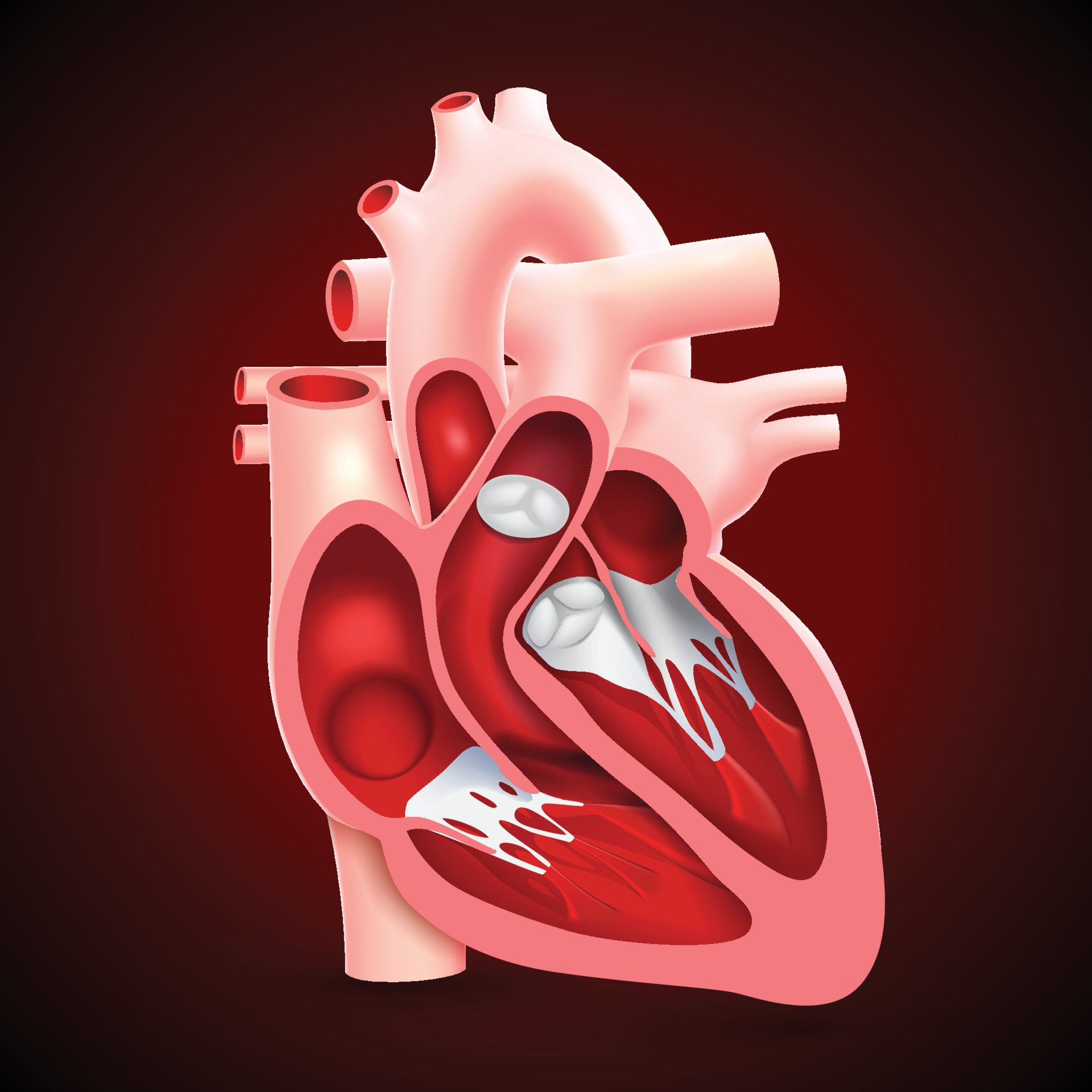 Crosssection of the human heart showing the internal heart valves